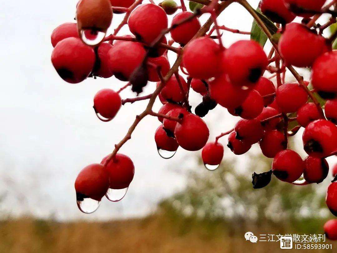 斯帘岗末齐鞠，状况利名
