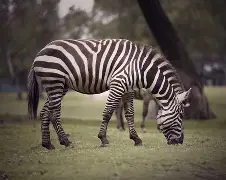 开云体育APP下载-关于斑马军团再次斩获胜利，稳固领先优势的信息